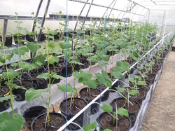 Farmářský profesionální skleník FARMER 6,3 x 4,2 - Volya LLC