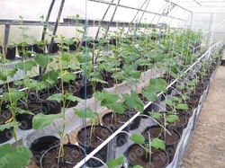 Farmářský profesionální skleník FARMER 21,0 x 4,2 - Volya LLC